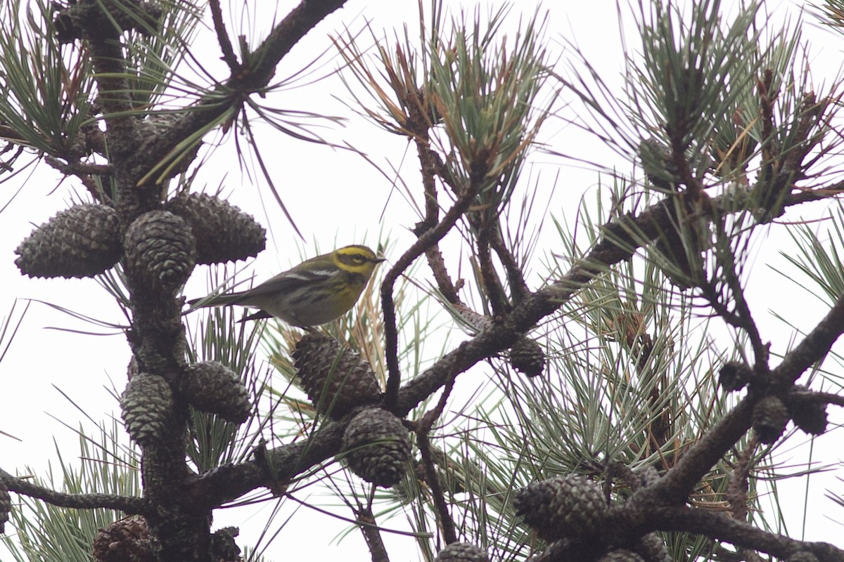 Townsend's Warbler - Nathan Dubrow