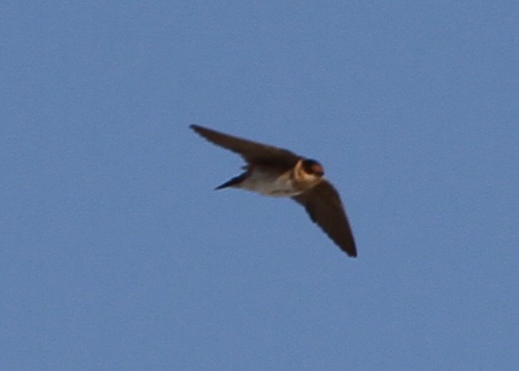 Cave Swallow - ML612810288