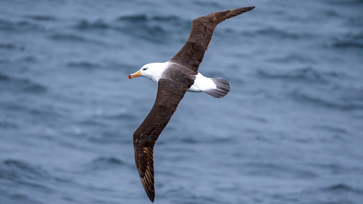 Black-browed Albatross - Yosico Chu