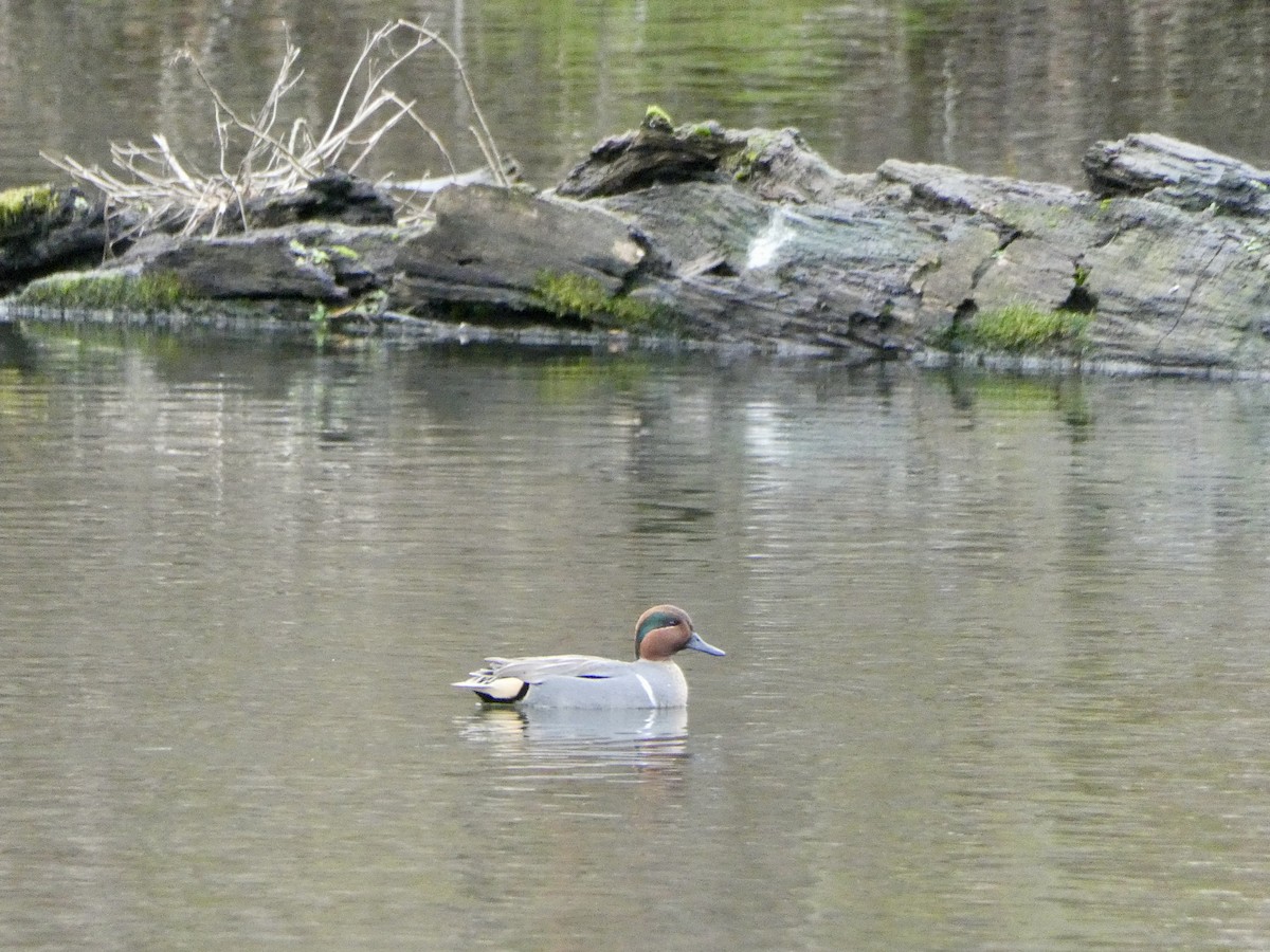 Green-winged Teal - ML612810708