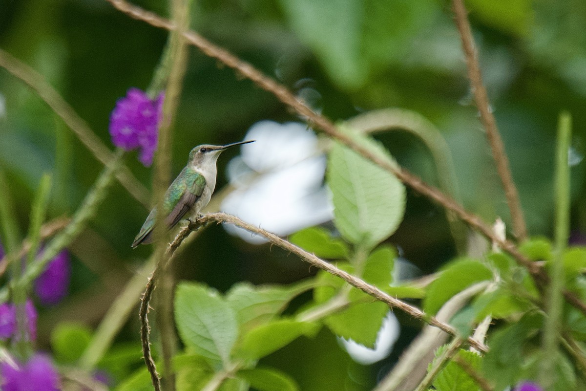 Ruby-throated Hummingbird - ML612810795
