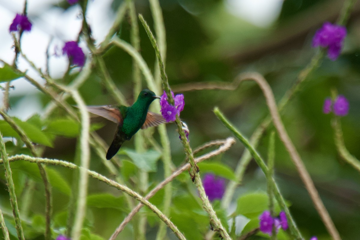 Blue-tailed Hummingbird - ML612810797
