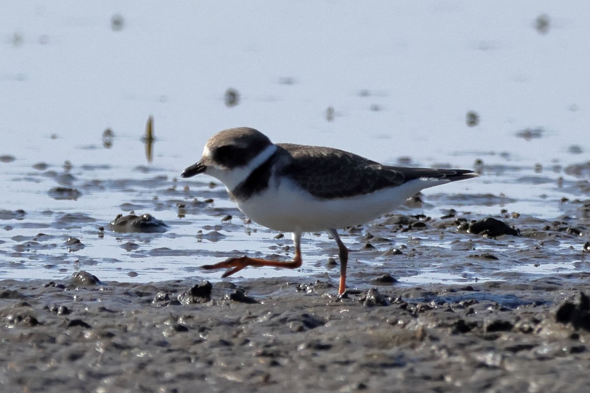 Semipalmated Plover - ML612811008