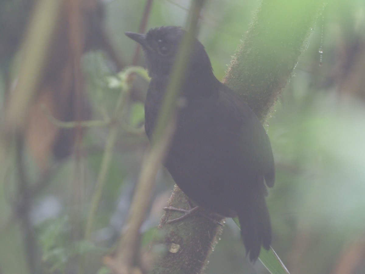 Rufous-vented Tapaculo - ML612811112