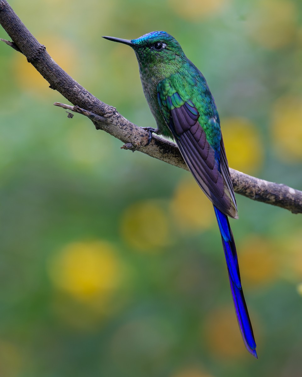 Long-tailed Sylph - ML612811115