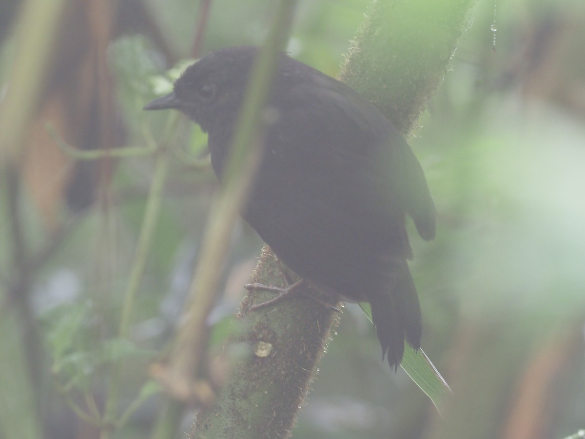 Rufous-vented Tapaculo - ML612811123