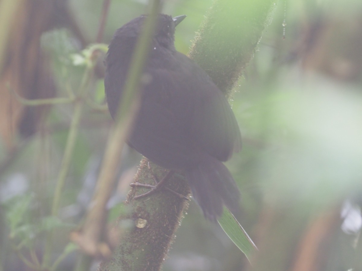 Rufous-vented Tapaculo - ML612811132