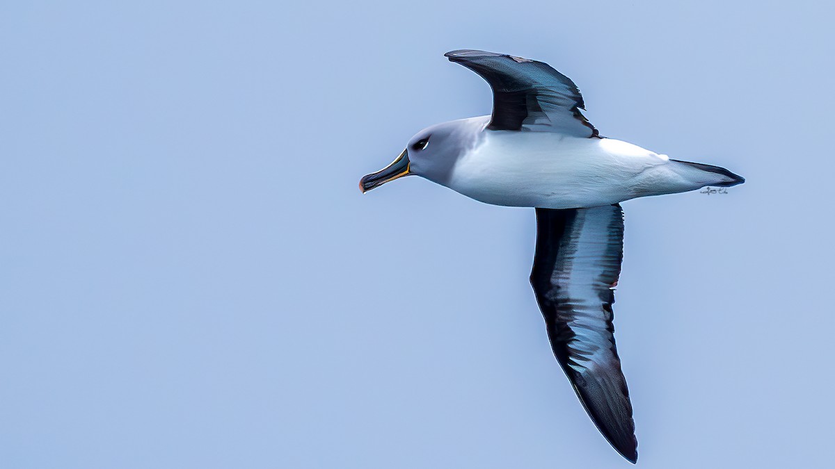 albatros šedohlavý - ML612811158