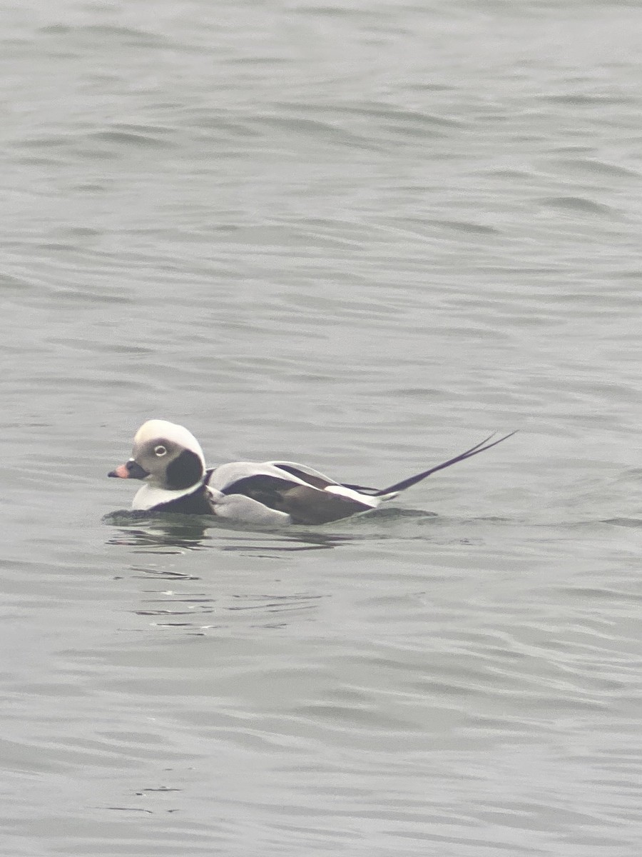Long-tailed Duck - ML612811305