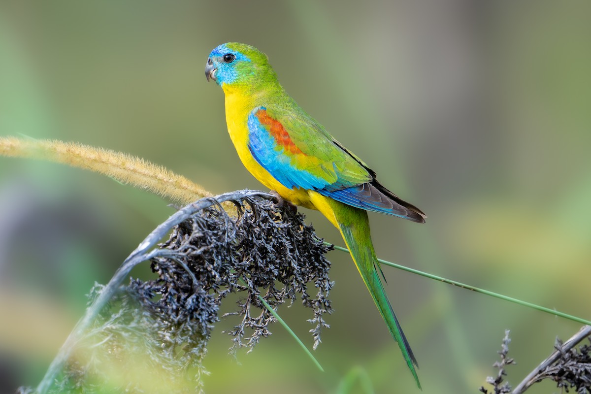 Turquoise Parrot - ML612811336