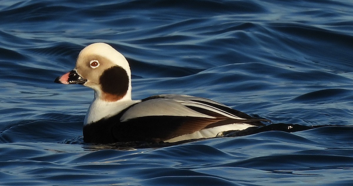 Long-tailed Duck - ML612811482