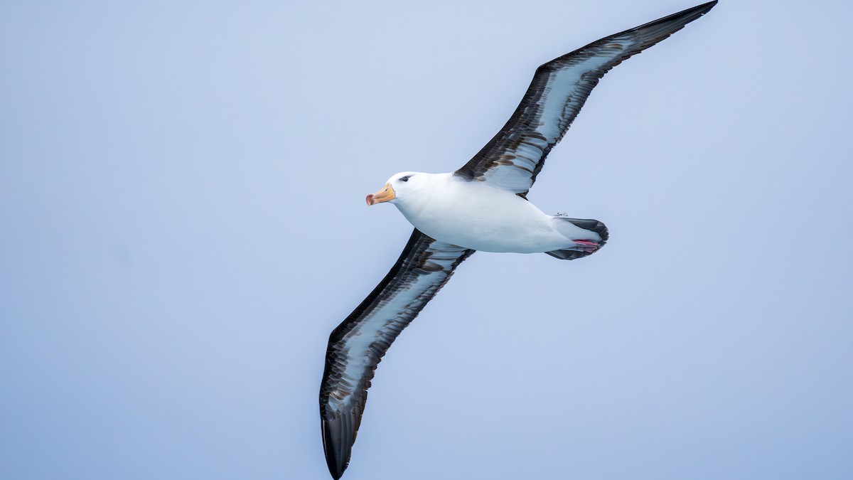 Black-browed Albatross - ML612811829