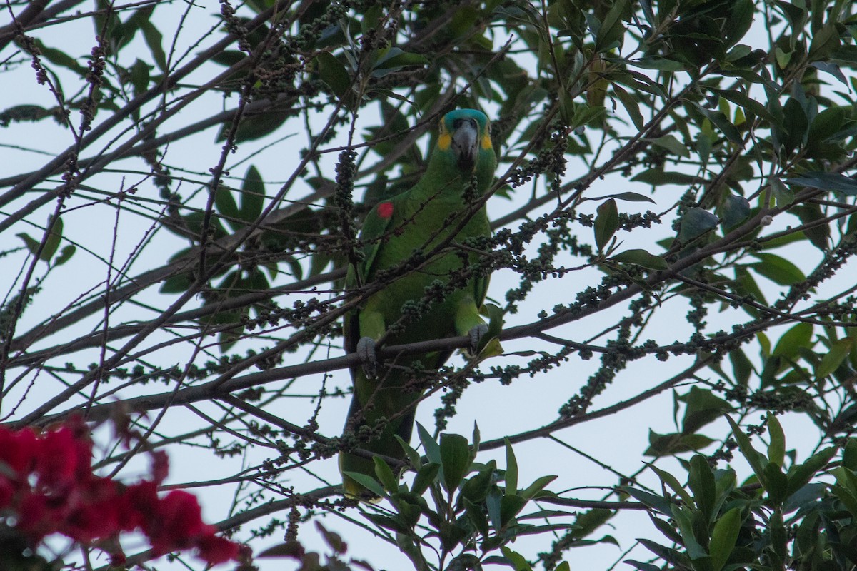 Turquoise-fronted Parrot - ML612812008