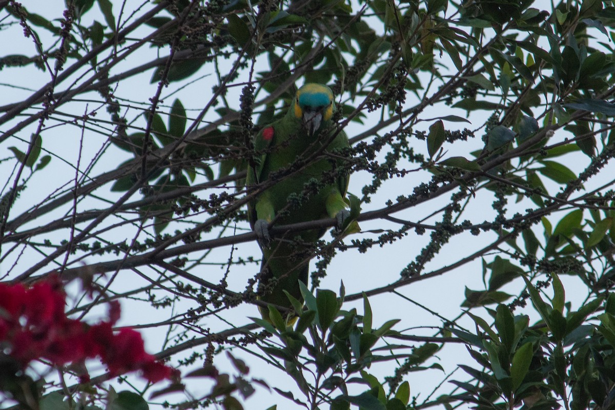 Turquoise-fronted Parrot - ML612812009
