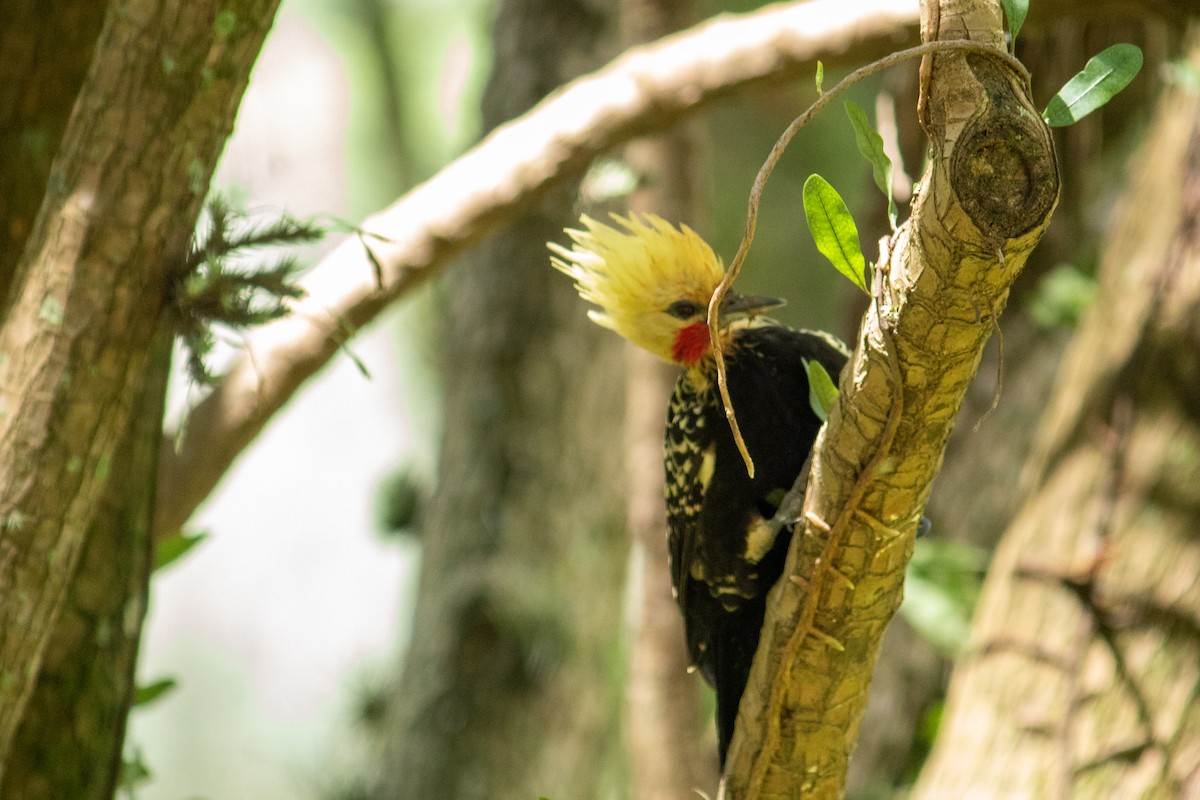 Blond-crested Woodpecker - ML612812048