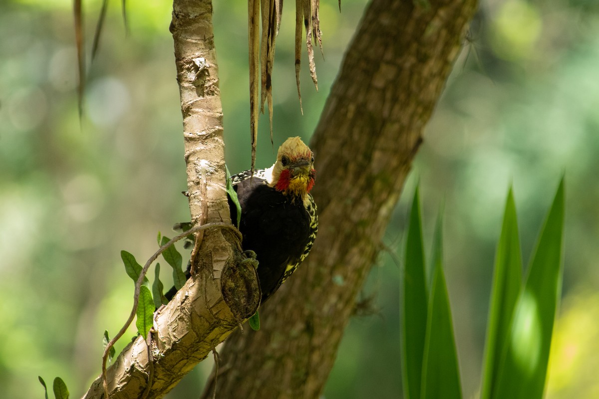Blond-crested Woodpecker - ML612812050