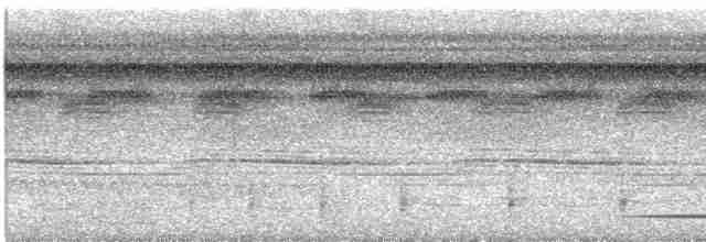 Tinamou à gorge blanche - ML612812072