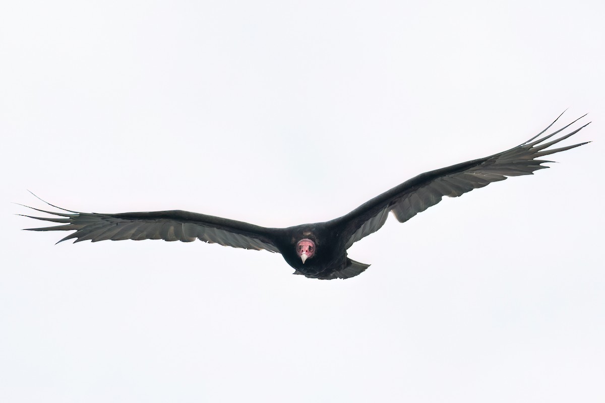 Turkey Vulture - ML612812128