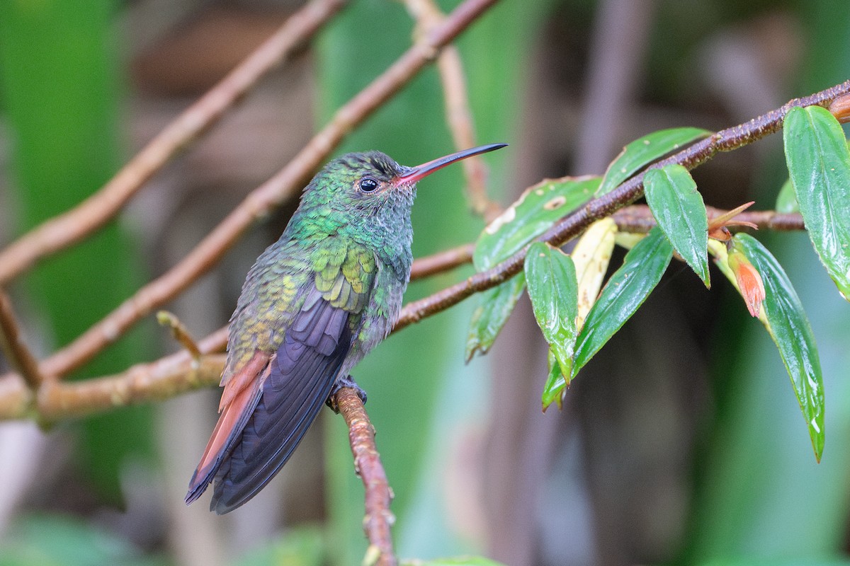 Rufous-tailed Hummingbird - ML612812217