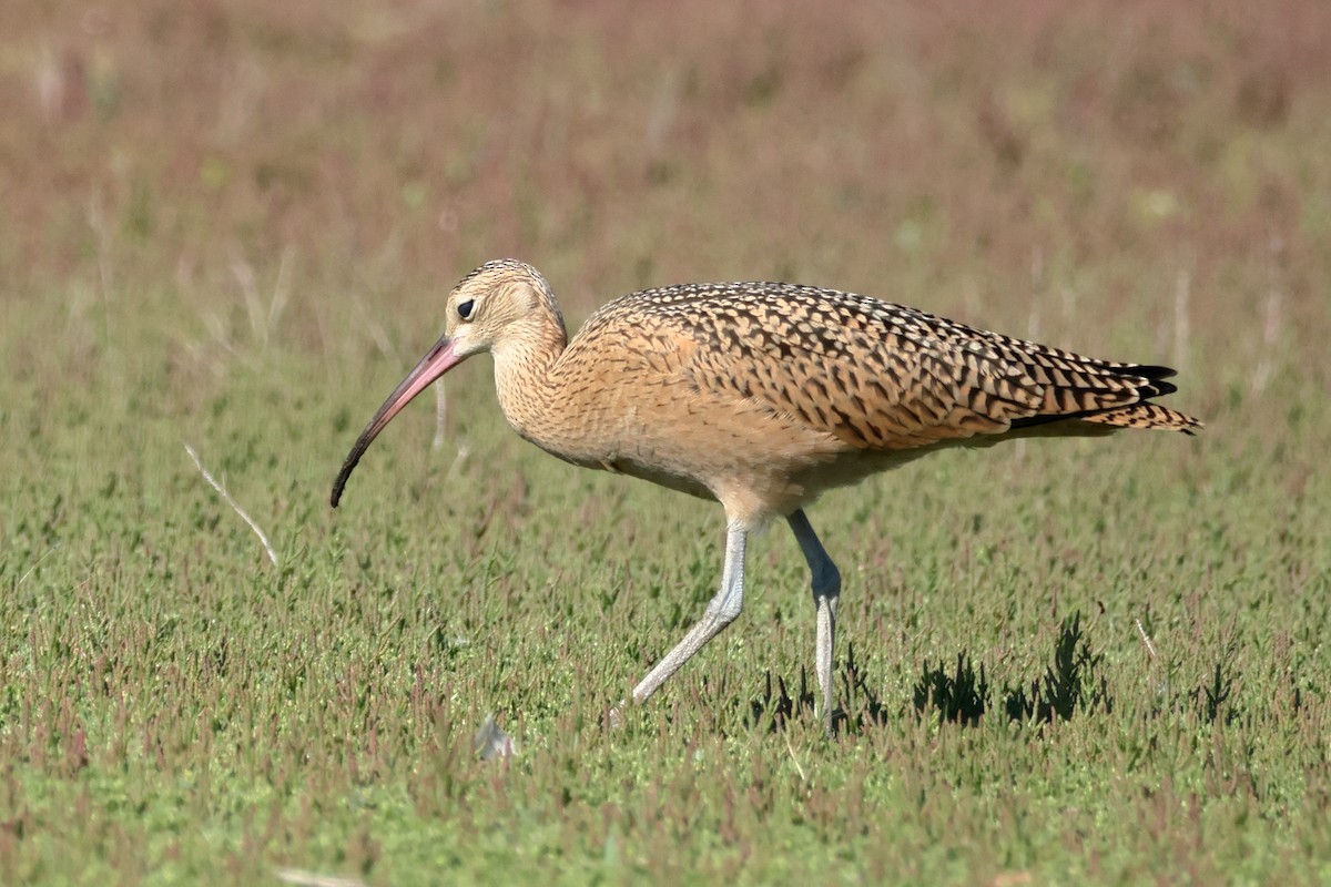 Long-billed Curlew - ML612812297