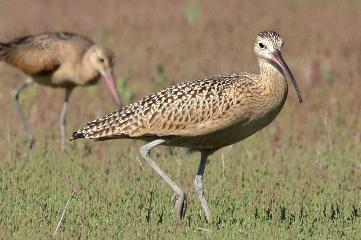 Long-billed Curlew - ML612812299