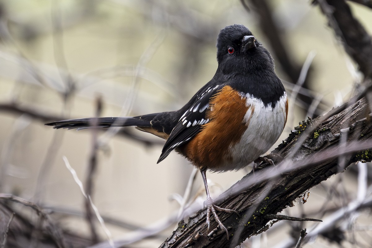Spotted Towhee - ML612812447