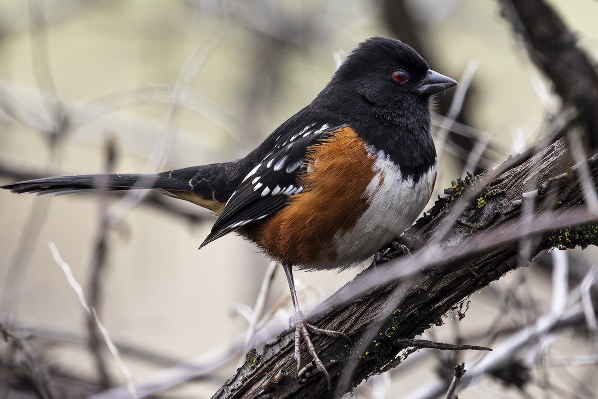 Spotted Towhee - ML612812452