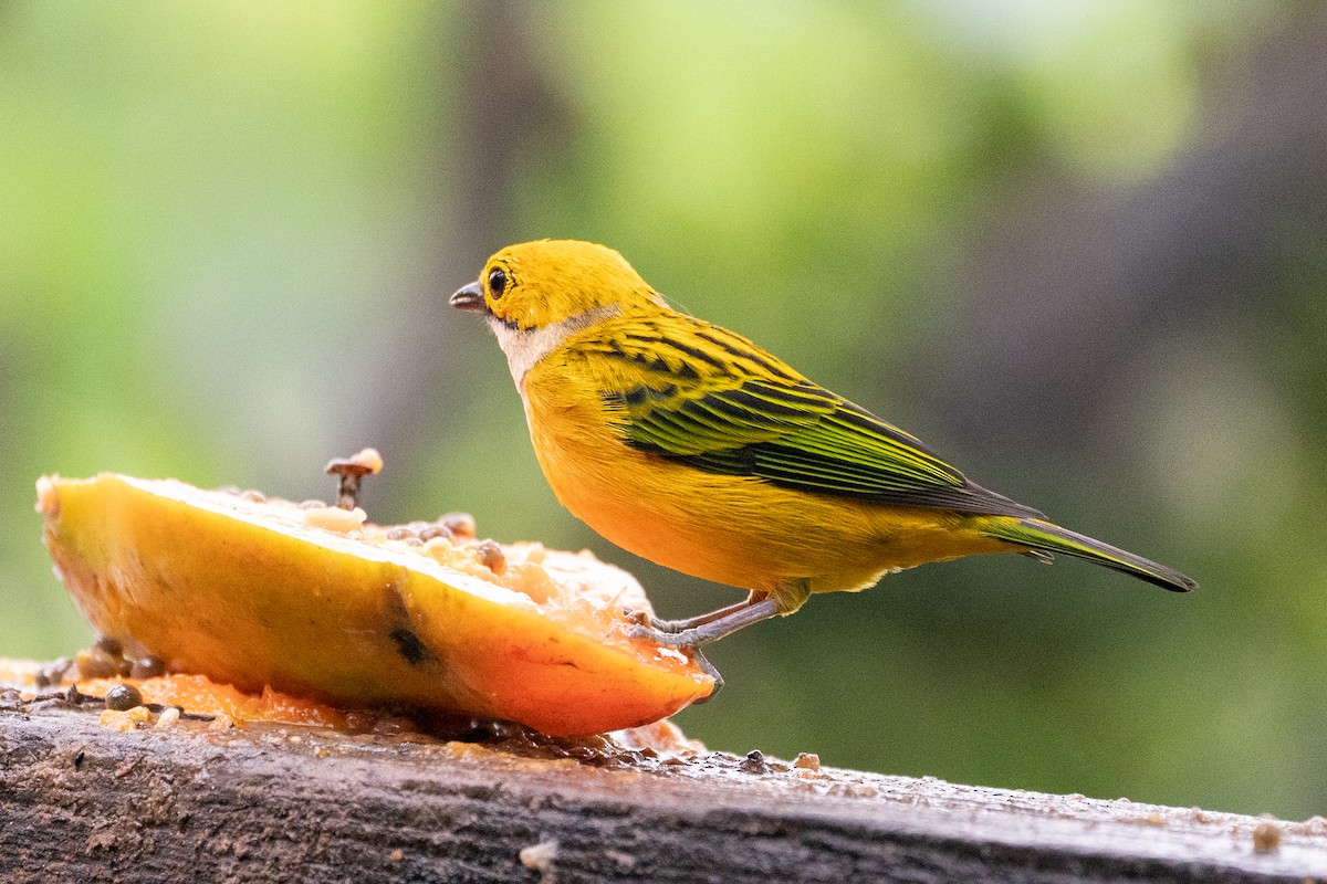 Silver-throated Tanager - ML612812663
