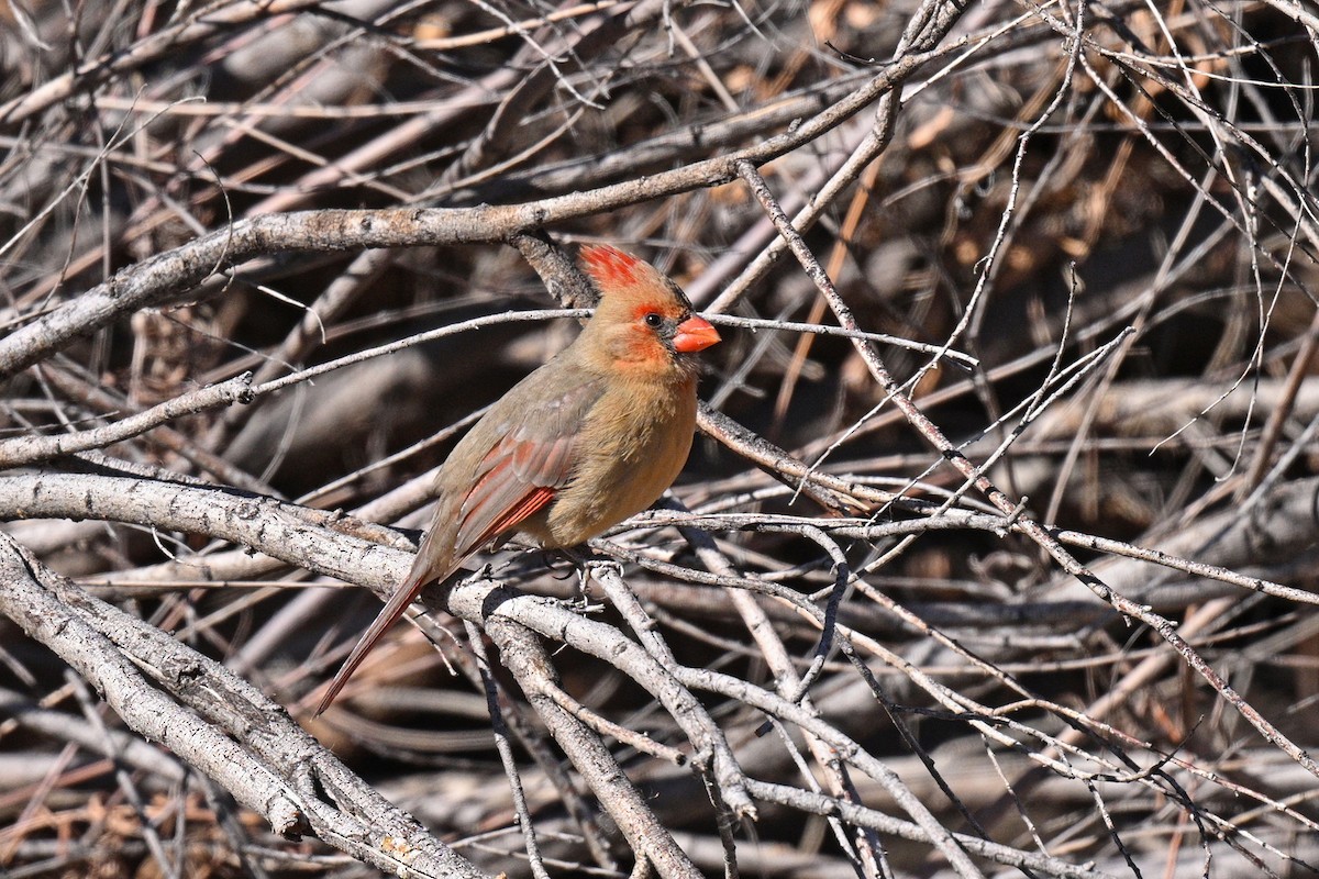 Cardinal rouge ou C. pyrrhuloxia - ML612812838