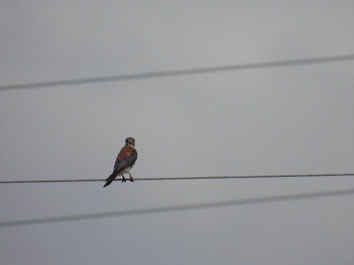 eBird Checklist 4 Nov 2023 Lake Biwa Pavilion 6 species