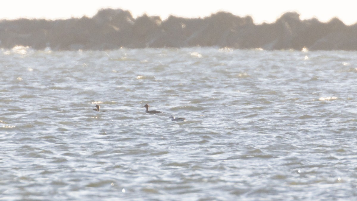 Long-tailed Duck - ML612813011
