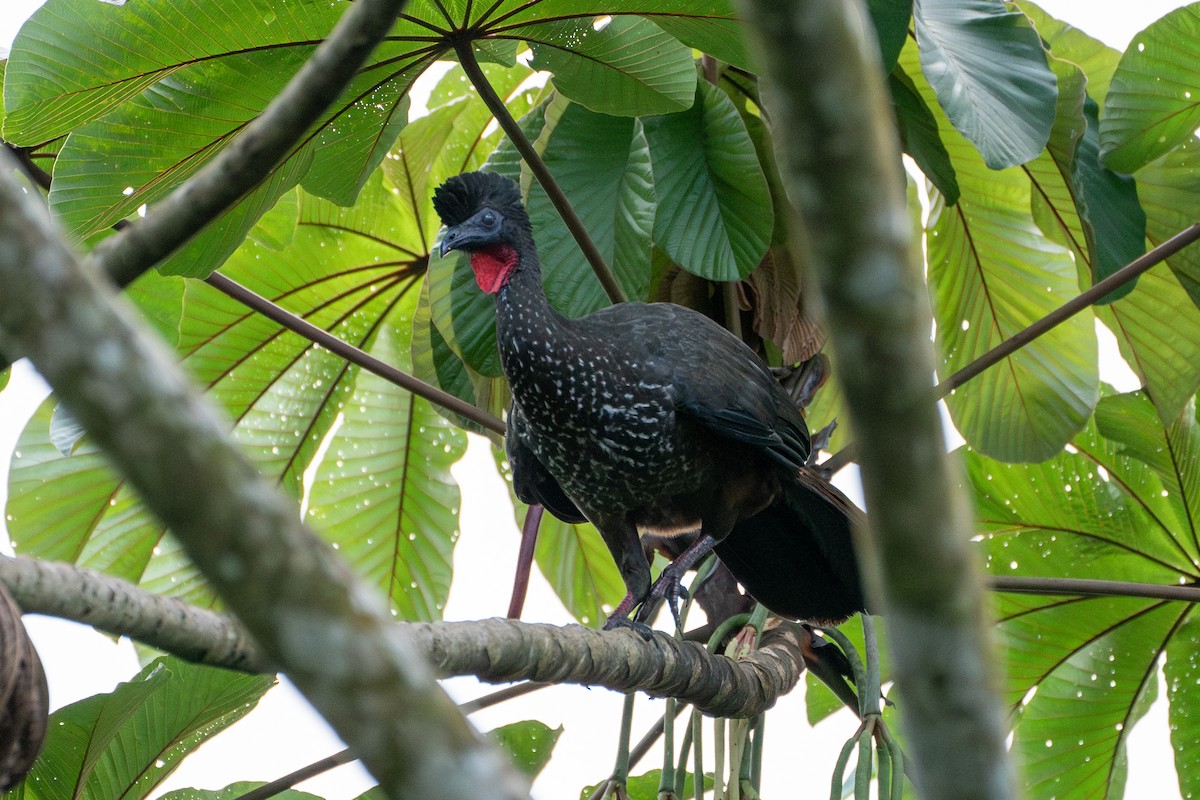 Crested Guan - ML612813306