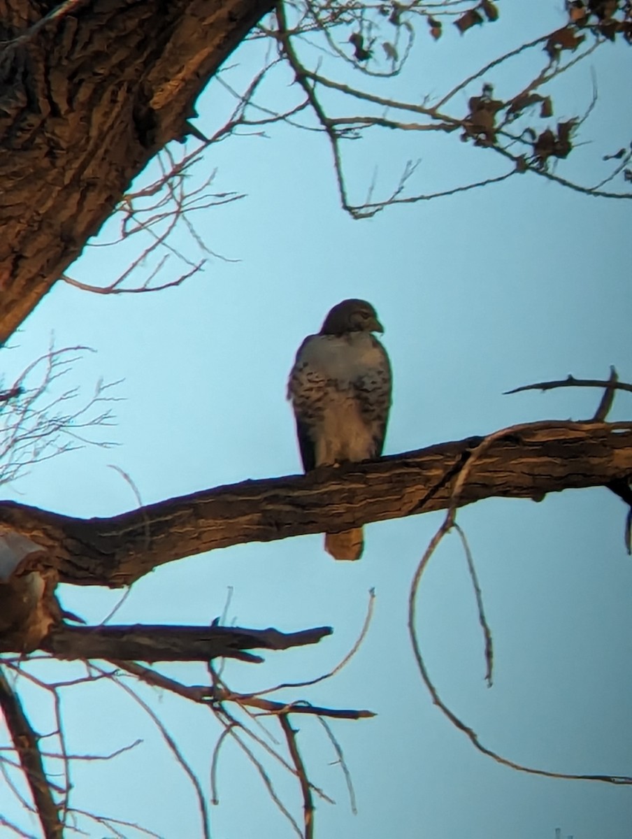 eBird Checklist 29 Dec 2023 Carlsbad Caverns NPRattlesnake