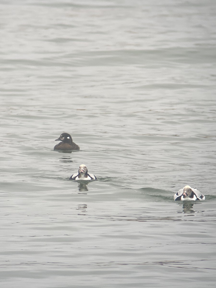 Long-tailed Duck - ML612813607