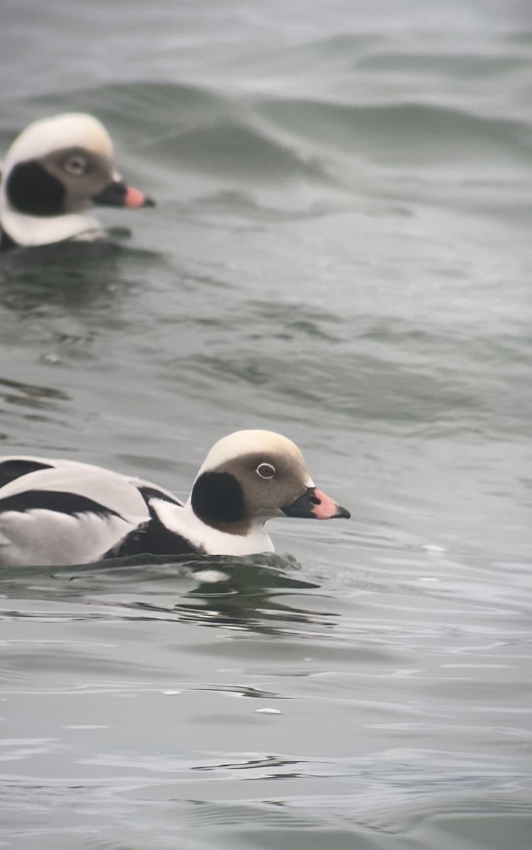 Long-tailed Duck - ML612813608