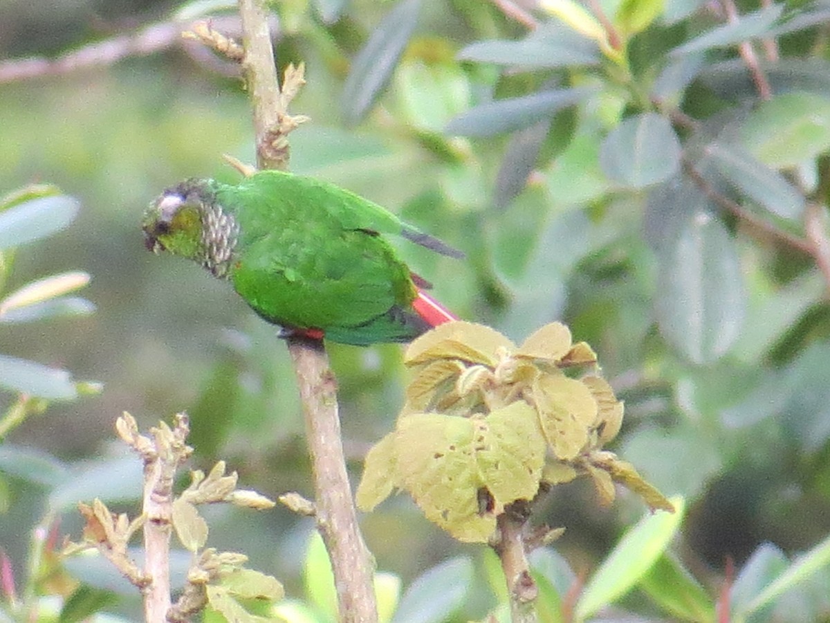 Maroon-tailed Parakeet (Choco) - ML612813841