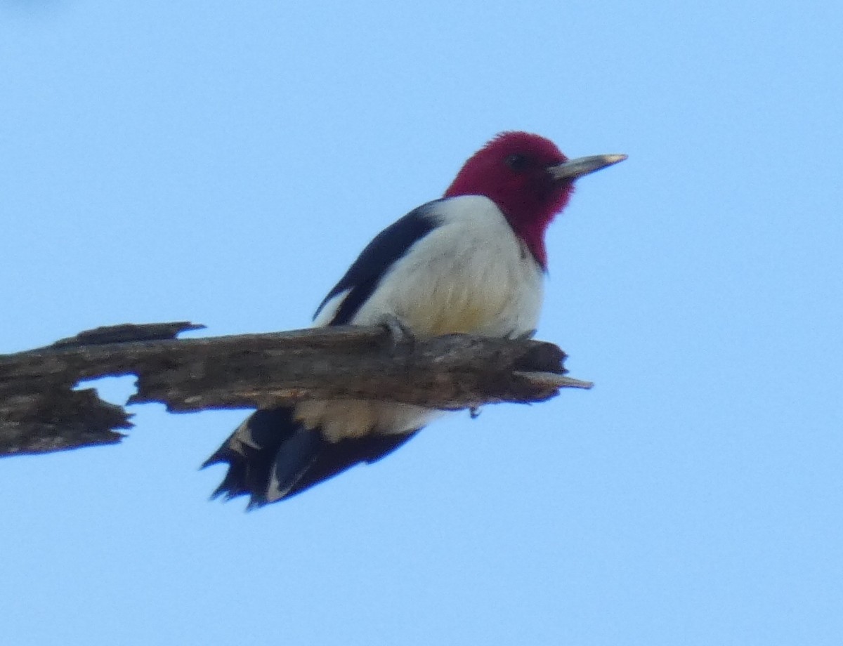 Red-headed Woodpecker - Holly Morales