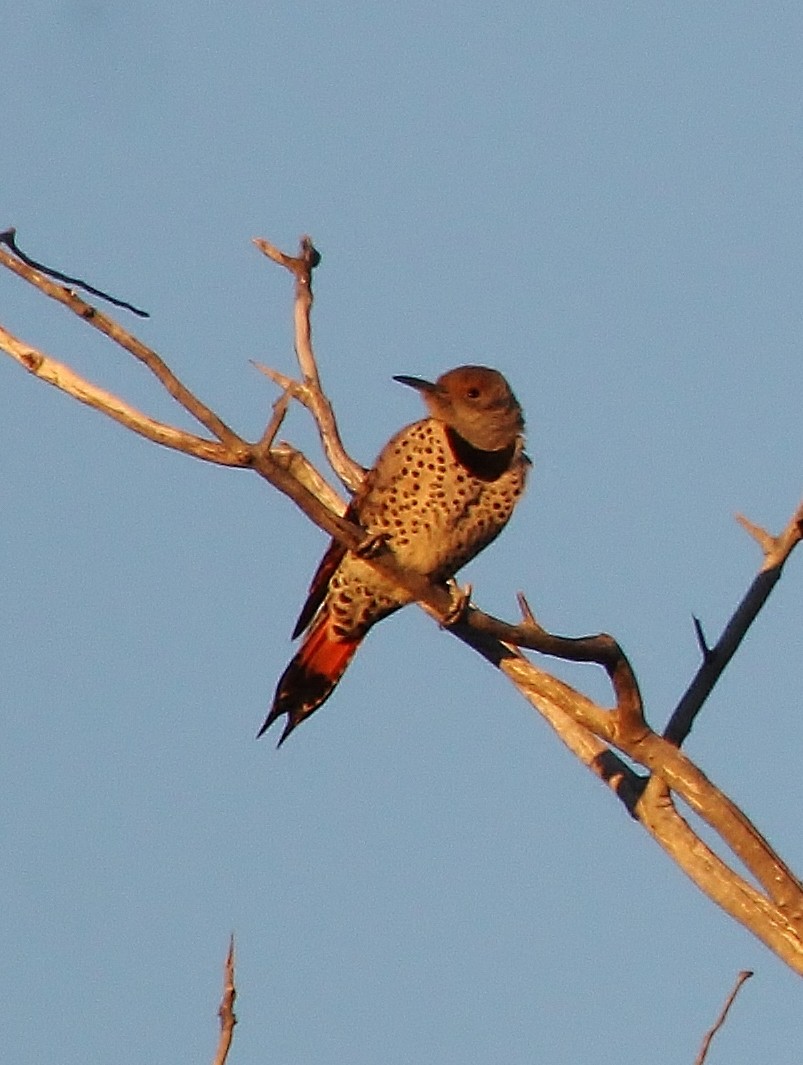 Northern Flicker (Red-shafted) - ML612814114