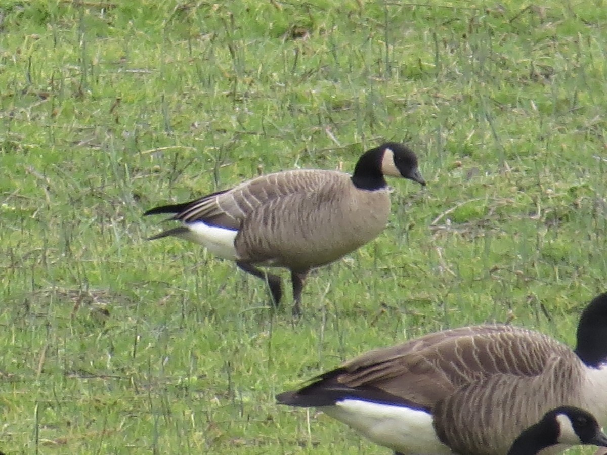 Cackling Goose (Richardson's) - ML612814253