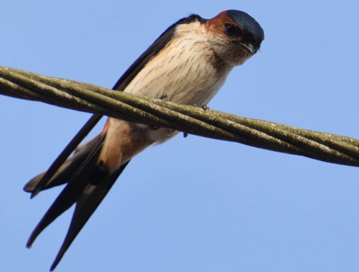 Red-rumped Swallow - ML612814292