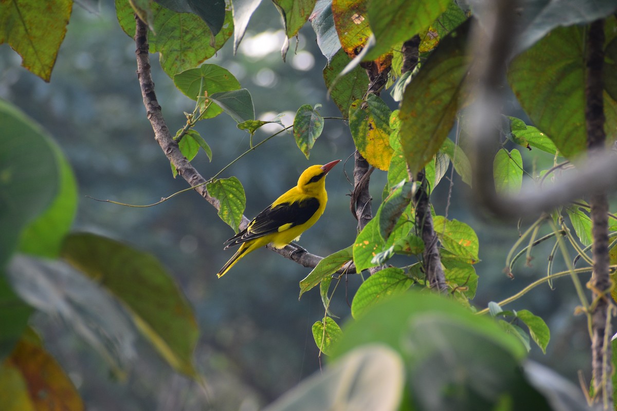 Indian Golden Oriole - ML612814340