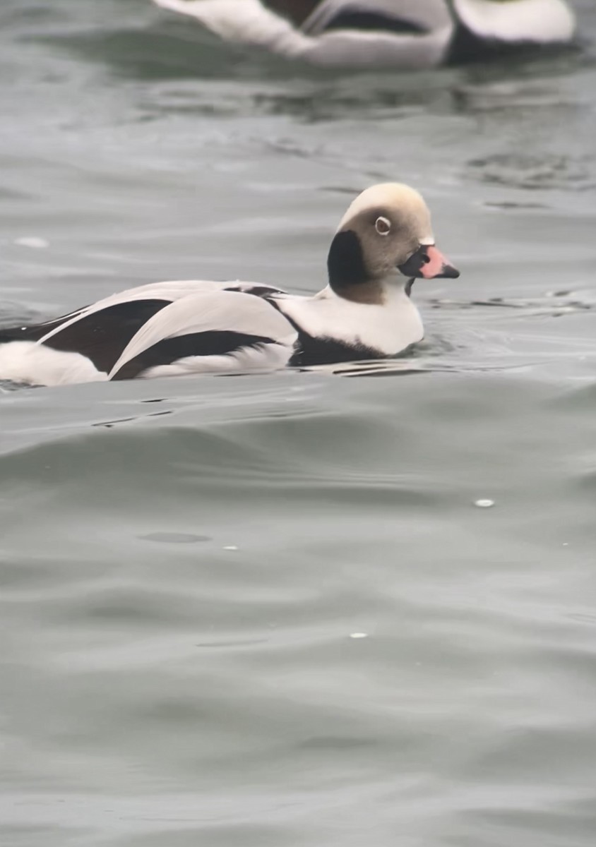 Long-tailed Duck - ML612814442