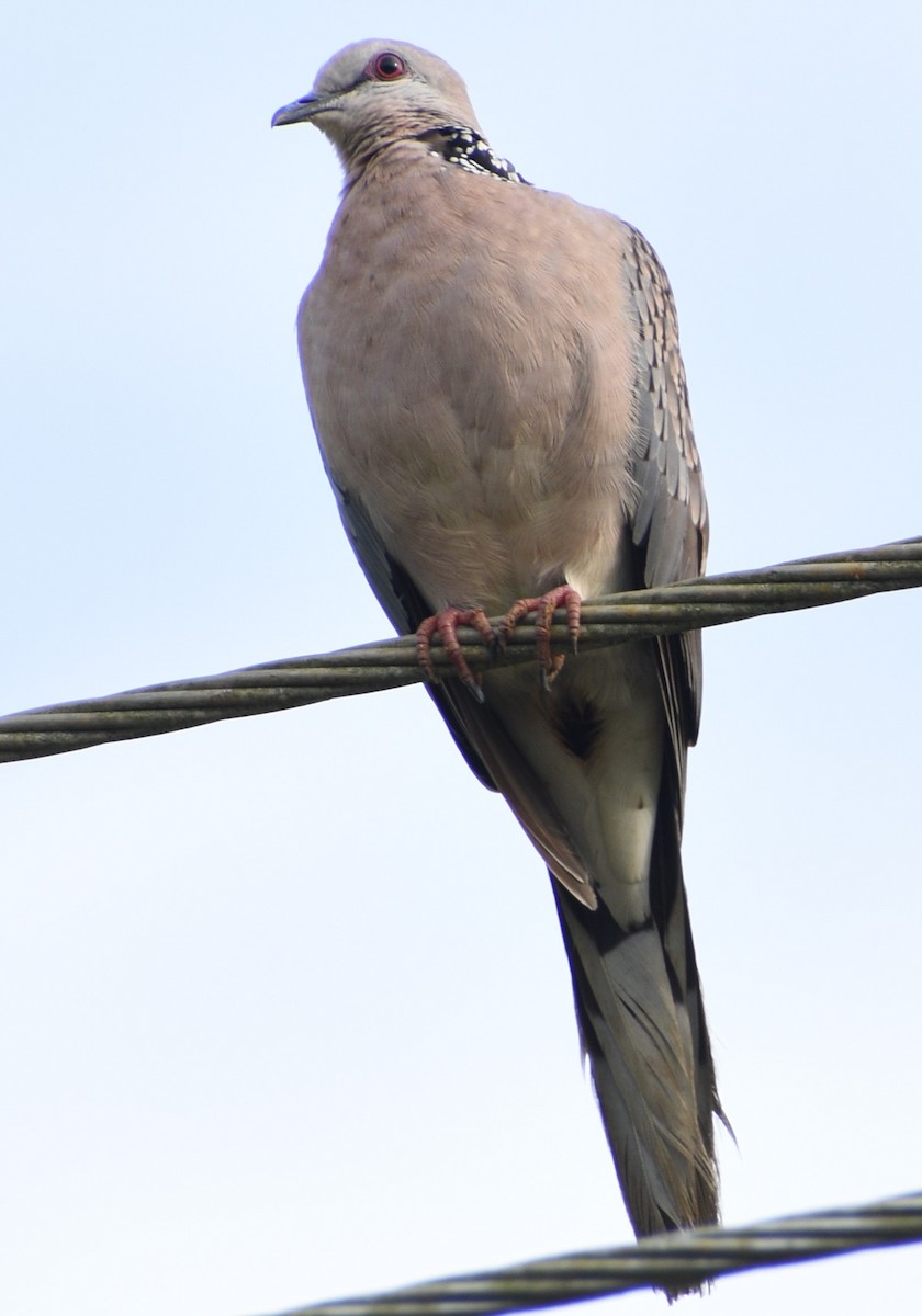 Spotted Dove - ML612814483