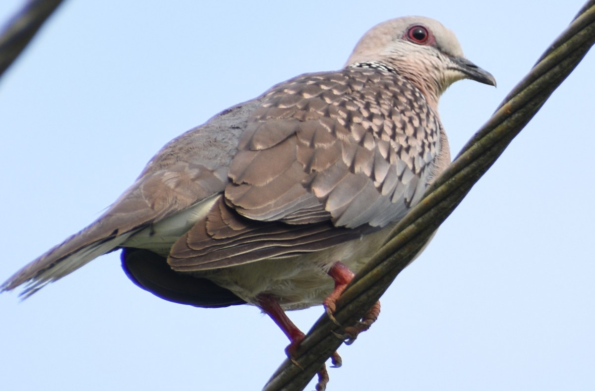 Spotted Dove - ML612814485