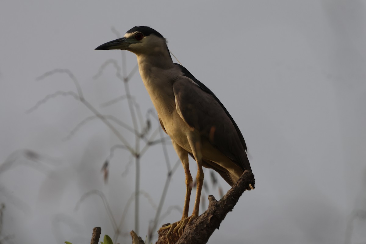 Black-crowned Night Heron - ML612814624