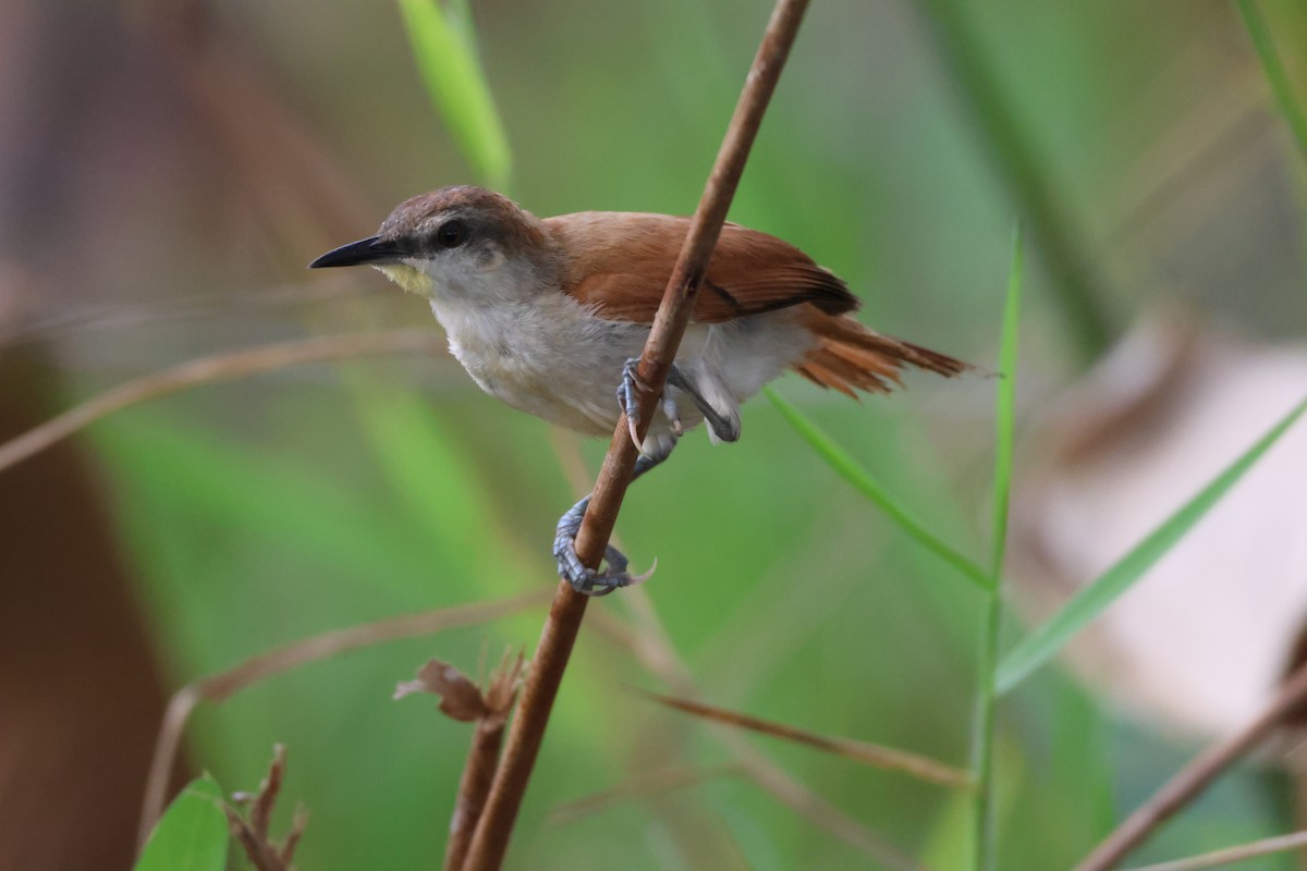 Yellow-chinned Spinetail - Jorge Alcalá