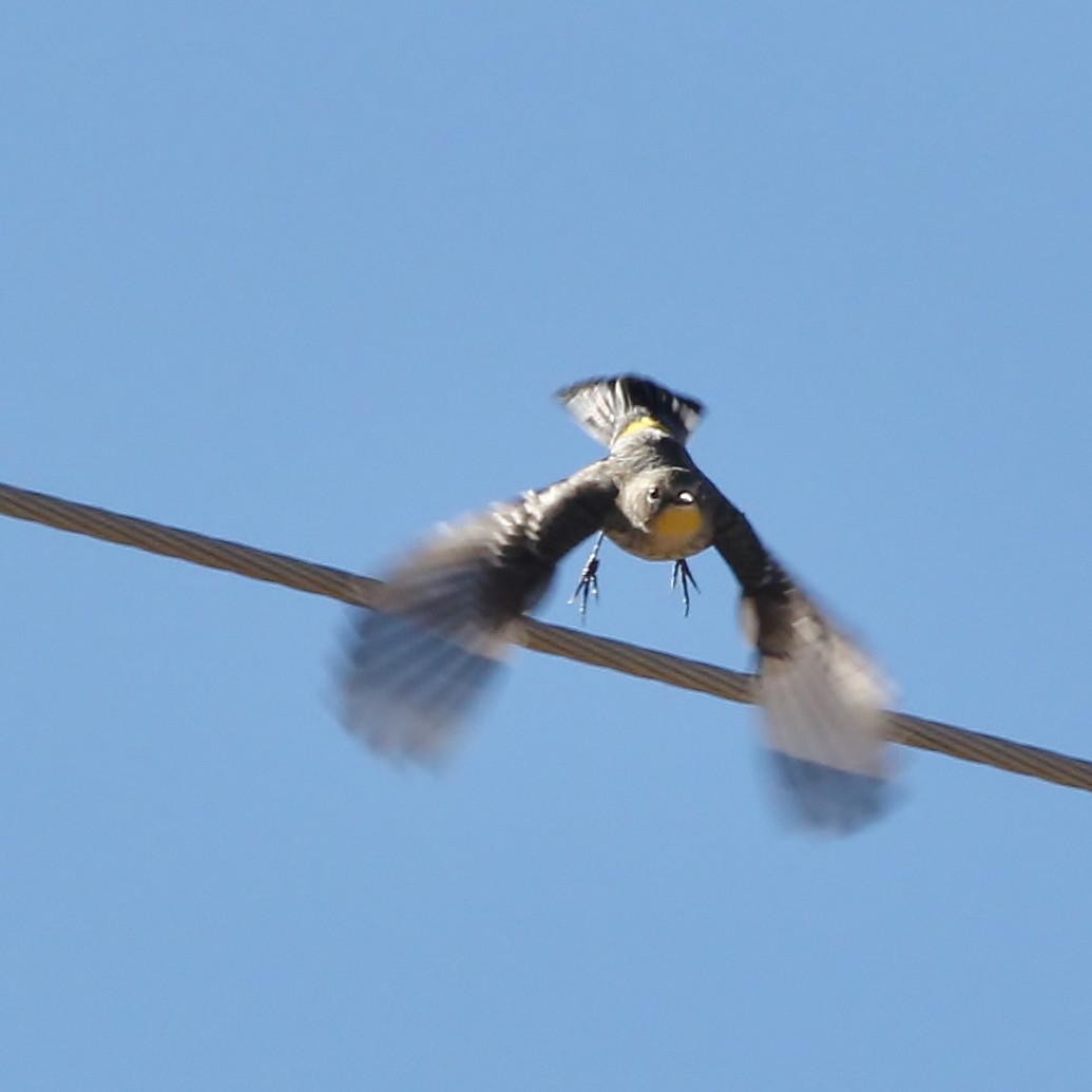 Yellow-rumped Warbler (Audubon's) - ML612814930