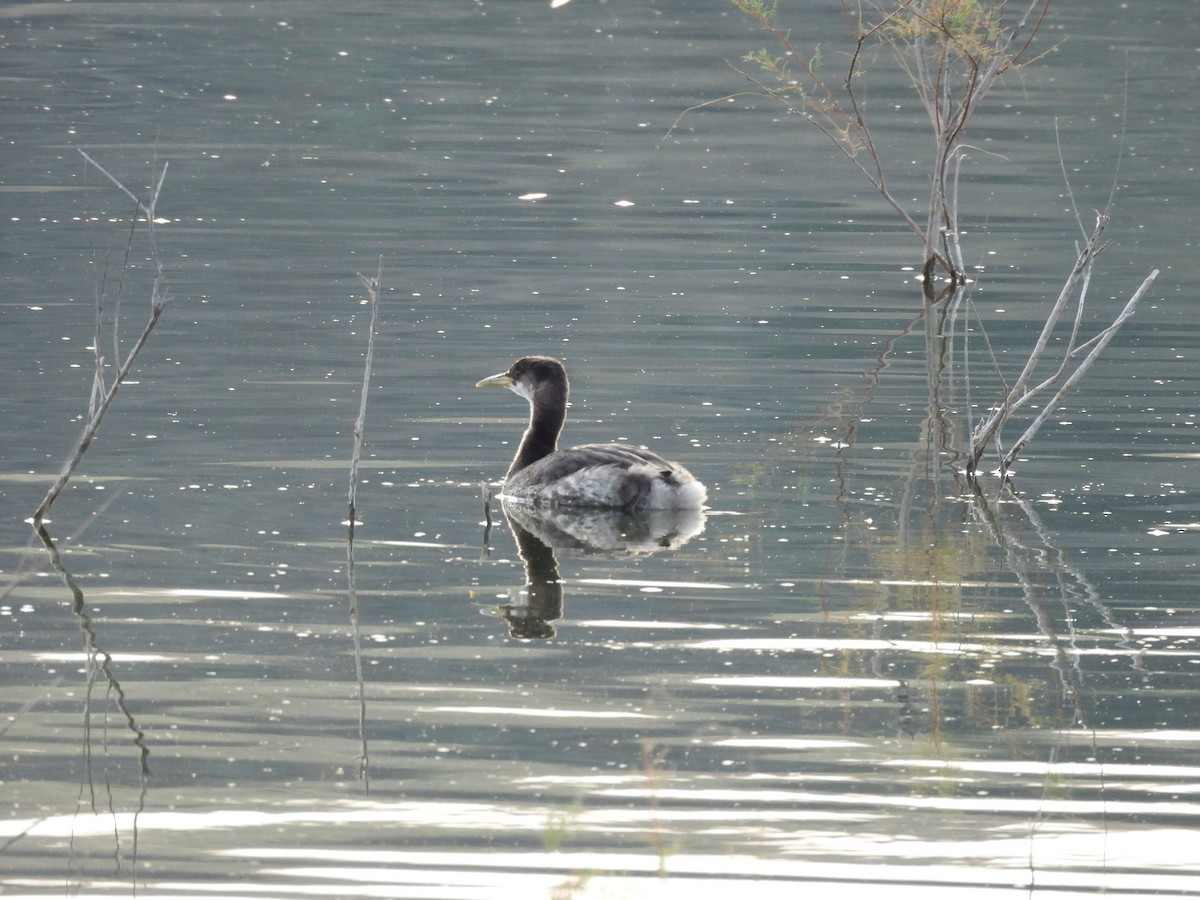 Red-necked Grebe - ML612814938