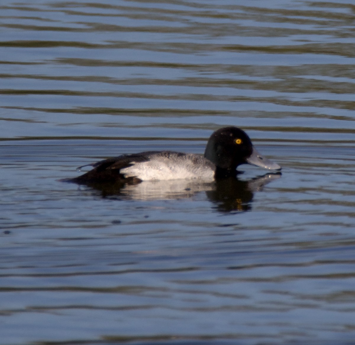 Greater Scaup - ML612815041