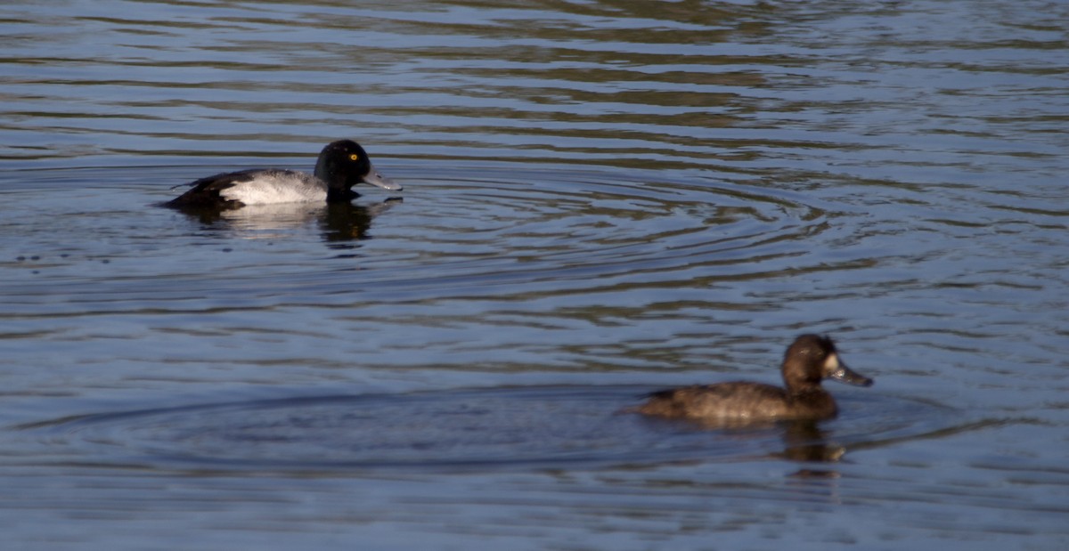 Greater Scaup - ML612815042